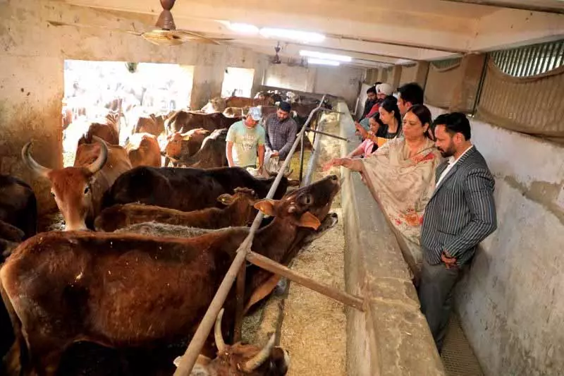 Chandigarh: गौ-उपकर राजस्व में कमी, मवेशियों के रखरखाव पर असर Chandigarh: गौ-उपकर राजस्व में कमी, मवेशियों के रखरखाव पर असर