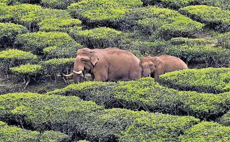 Wayanad के नूलपुझा में जंगली हाथी के हमले में 45 वर्षीय व्यक्ति की मौत