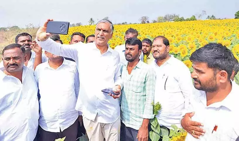 Harish Rao ने कांग्रेस सरकार से सूरजमुखी किसानों की मदद के लिए खरीद केंद्र खोलने को कहा