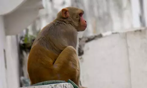 बिजलीघर में उछल-कूद, बंदर जिंदा जला