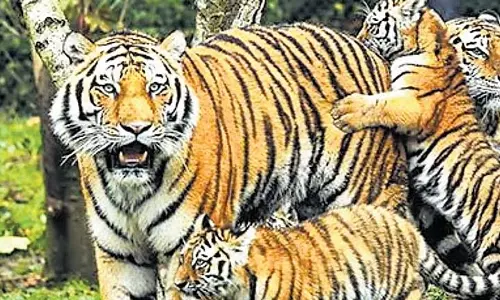 Diversity: झारखंड के पीटीआर में पशु प्रजातियों का पहला वैज्ञानिक मूल्यांकन Diversity: झारखंड के पीटीआर में पशु प्रजातियों का पहला वैज्ञानिक मूल्यांकन