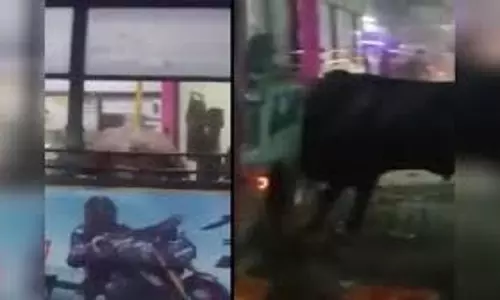 Jaipur: लो-फ्लोर बस में घुसा सांड, मच गई अफरा-तफरी Jaipur: लो-फ्लोर बस में घुसा सांड, मच गई अफरा-तफरी
