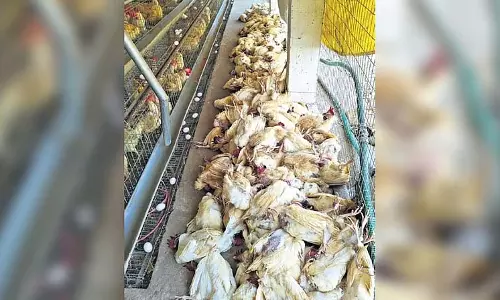 Godavari में बर्ड फ्लू की पुष्टि होने के बाद लोगों से चिकन न खाने की अपील की