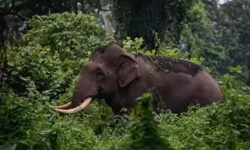 Kerala: जंगली हाथी के हमले में मारे गए व्यक्ति की पत्नी बरामद
