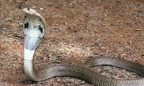 Kerala ने सर्पदंश से हुई मौतों और वन्यजीव संपत्ति के नुकसान के लिए वित्तीय राहत की घोषणा की Kerala ने सर्पदंश से हुई मौतों और वन्यजीव संपत्ति के नुकसान के लिए वित्तीय राहत की घोषणा की