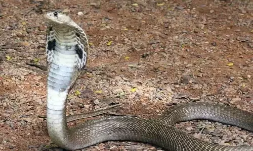 Kerala ने सर्पदंश से हुई मौतों और वन्यजीव संपत्ति के नुकसान के लिए