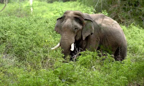 Kerala :  इडुक्की में जंगली हाथी ने महिला को कुचलकर मार डाला