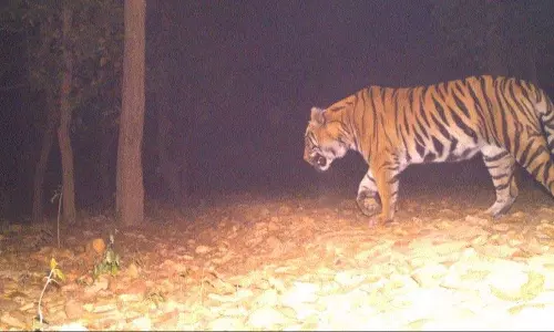 कुलतली में बाघ के अचानक हमले से वनकर्मी घायल