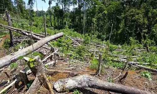 Assam विश्वविद्यालय चिंतित, वन्यजीवों पर मंडरा रहा खतरा