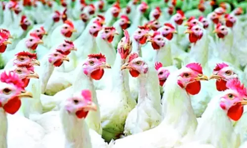 Andhra: बर्ड फ्लू से मुर्गियों की मौत, दो जगहों पर वायरस की पुष्टि