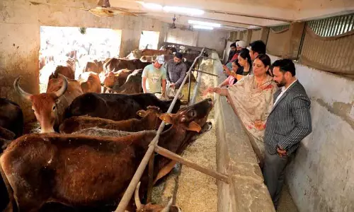 Chandigarh: गौ-उपकर राजस्व में कमी, मवेशियों के रखरखाव पर असर