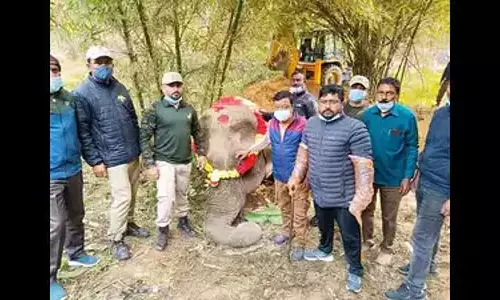 Assam : श्रीभूमि के लालखिरा चाय बागान में मादा हाथी की वृद्धावस्था में मौत Assam : श्रीभूमि के लालखिरा चाय बागान में मादा हाथी की वृद्धावस्था में मौत