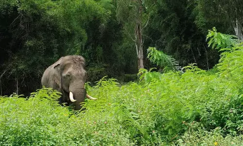 Kerala :  वायनाड में जंगली हाथी ने व्यक्ति को मार डाला, केरल में 24 घंटे में दूसरी मौत