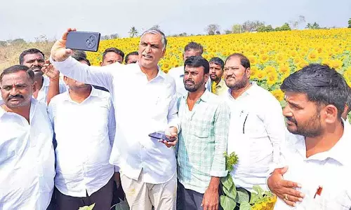 Harish Rao ने कांग्रेस सरकार से सूरजमुखी किसानों की मदद के लिए खरीद केंद्र खोलने को कहा