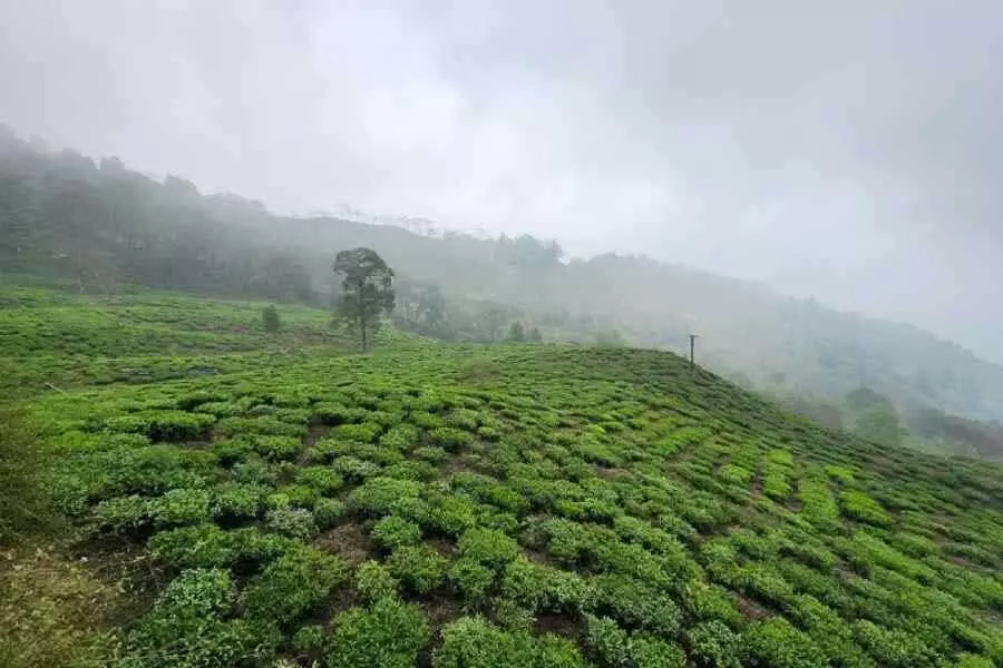 Alipurduar के तुरतुरी चाय बागान में मजदूरों ने मजदूरी की मांग की