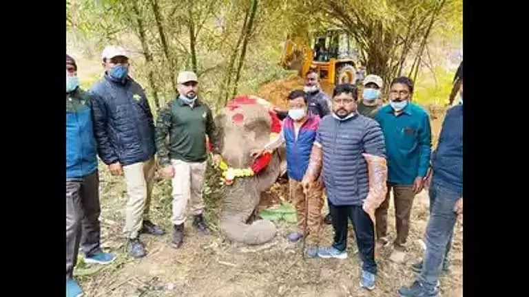 Assam : श्रीभूमि के लालखिरा चाय बागान में मादा हाथी की वृद्धावस्था में मौत Assam : श्रीभूमि के लालखिरा चाय बागान में मादा हाथी की वृद्धावस्था में मौत