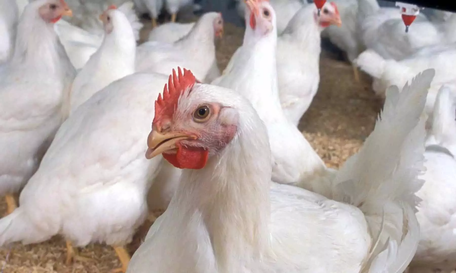 एपी ने H5N1 वायरस से संक्रमित मुर्गियों को मार डाला एपी ने H5N1 वायरस से संक्रमित मुर्गियों को मार डाला