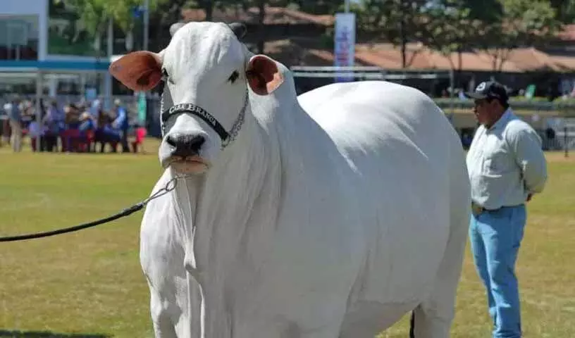 Hyderabad: भारतीय मूल की यह गाय दुनिया की सबसे महंगी गाय