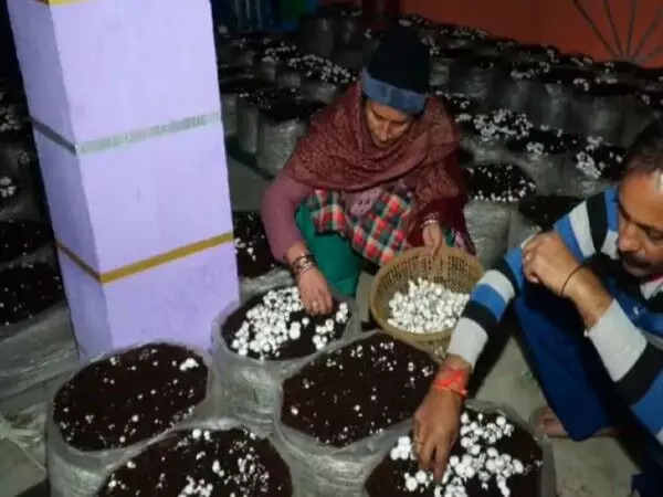 उधमपुर में Mushroom की खेती से किसानों को मिली सफलता, 3.15 करोड़ रुपये से अधिक की कमाई