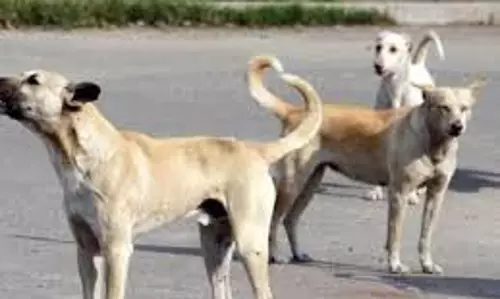 UP News: 10 साल के मासूम को कुत्तों के झुंड ने नोच-नोच कर मार डाला