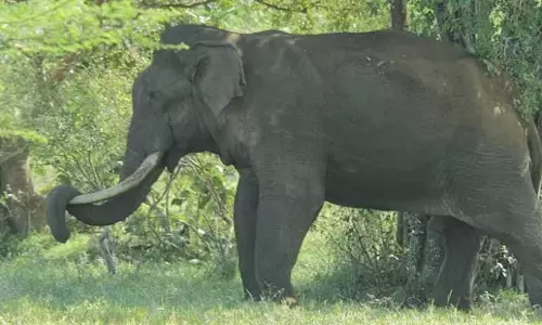 Kerala: जंगली जानवरों ने तीन लोगों को मार डाला
