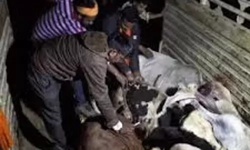 Jammu-Kashmir: मवेशी तस्करी की बड़ी कोशिश नाकाम, पशुओं से भरा कंटेनर Jammu-Kashmir: मवेशी तस्करी की बड़ी कोशिश नाकाम, पशुओं से भरा कंटेनर