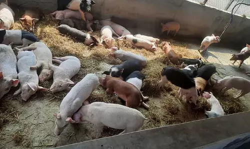 Assam : डिब्रूगढ़ के सुअर किसानों ने असम के बाजार में थाई समूह के प्रवेश के खिलाफ विरोध प्रदर्शन Assam : डिब्रूगढ़ के सुअर किसानों ने असम के बाजार में थाई समूह के प्रवेश के खिलाफ विरोध प्रदर्शन