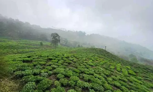 Alipurduar के तुरतुरी चाय बागान में मजदूरों ने मजदूरी की मांग की