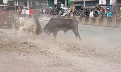 Begusarai: सांड ने मचाया उत्पात, आधा दर्जन से ज्यादा लोगों को किया घायल Begusarai: सांड ने मचाया उत्पात, आधा दर्जन से ज्यादा लोगों को किया घायल