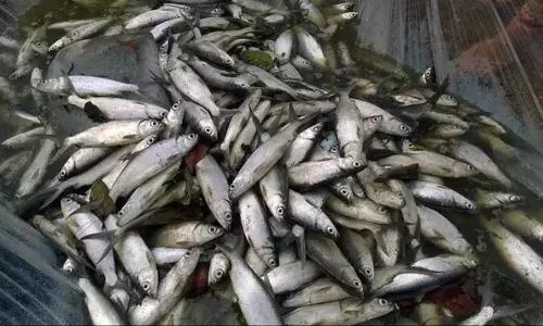 Alappuzha में बेरोजगार व्यक्ति ने मछली विक्रेता पर हमला किया