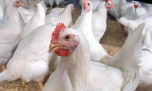 एपी ने H5N1 वायरस से संक्रमित मुर्गियों को मार डाला