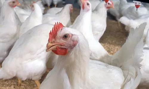 AP ने H5N1 वायरस से संक्रमित मुर्गियों को मार डाला