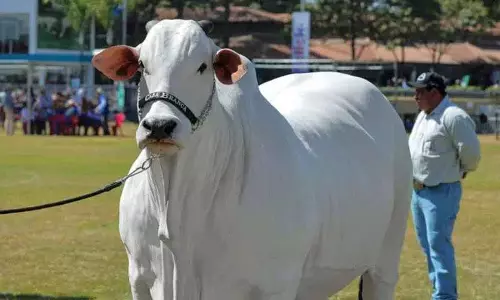 Hyderabad: भारतीय मूल की यह गाय दुनिया की सबसे महंगी गाय