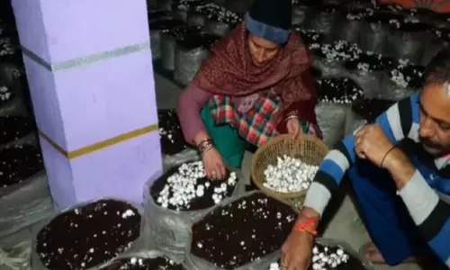 उधमपुर में Mushroom की खेती से किसानों को मिली सफलता, 3.15 करोड़ रुपये से अधिक की कमाई उधमपुर में Mushroom की खेती से किसानों को मिली सफलता, 3.15 करोड़ रुपये से अधिक की कमाई