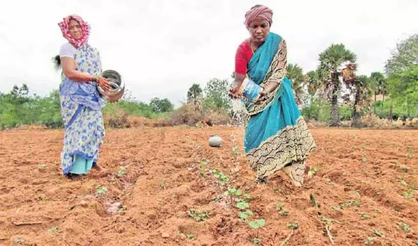 किसानों के पंजीकरण में अनियमितता, Telangana में सात विपणन सचिव निलंबित