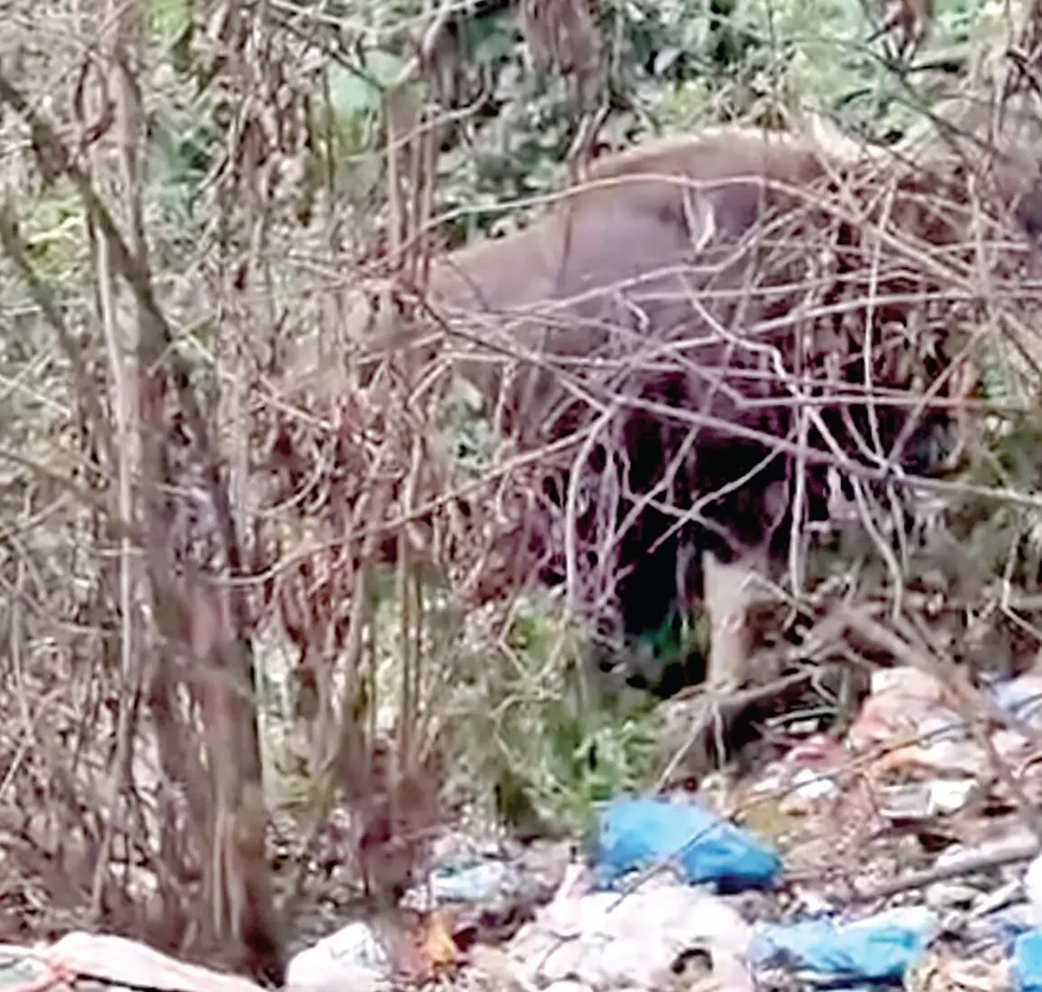 Bandbag के स्थानीय लोगों में दहशत, गांव में बाइसन देखा गया