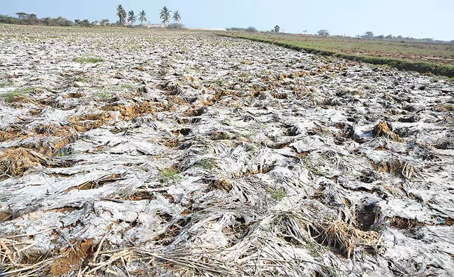 Andhra : उफनती लहरों से तट और आस-पास के गांवों को नुकसान पहुंच रहा