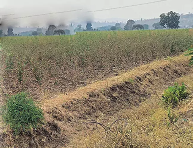 Telangana: जमीन न होने पर भी हजारों एकड़ के लिए नए पट्टे जारी Telangana: जमीन न होने पर भी हजारों एकड़ के लिए नए पट्टे जारी