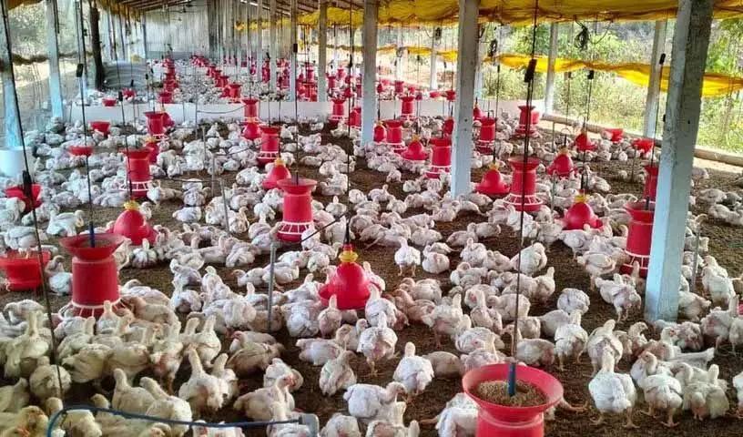 Bird Flu की खबरों की बाढ़ से मेडक में चिकन की कीमतों में भारी गिरावट