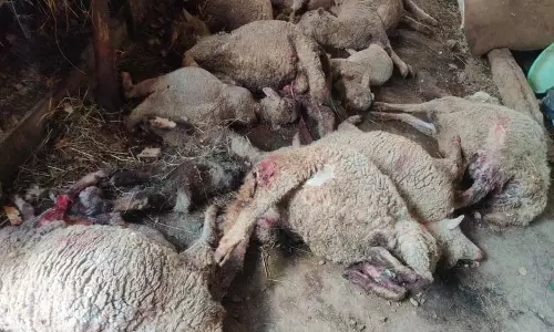 बडगाम गांव में तेंदुए के हमले में 16 भेड़ें मर गईं बडगाम गांव में तेंदुए के हमले में 16 भेड़ें मर गईं