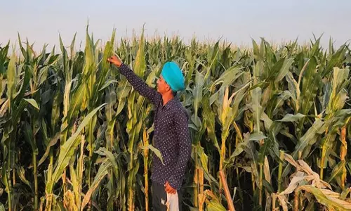 Punjab: पंजाब में मक्के की खेती के प्रबंधन के लिए निर्णायक कार्रवाई की जरूरत Punjab: पंजाब में मक्के की खेती के प्रबंधन के लिए निर्णायक कार्रवाई की जरूरत