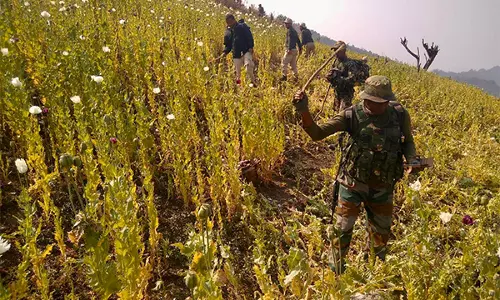 Manipur: सुरक्षा बलों ने कांगपोकपी में अवैध अफीम की खेती को नष्ट किया