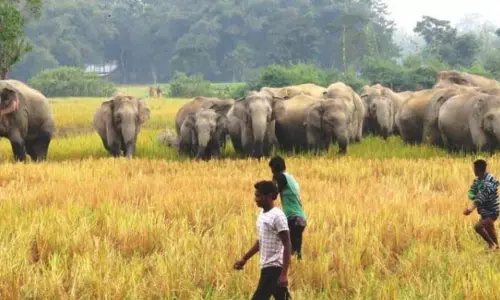 Rourkela पिछले वर्ष मानव-पशु संघर्ष में 13 लोगों की जान गई