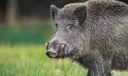 Odisha में बड़े पैमाने पर अवैध शिकार से जंगली सूअरों पर खतरा Odisha में बड़े पैमाने पर अवैध शिकार से जंगली सूअरों पर खतरा