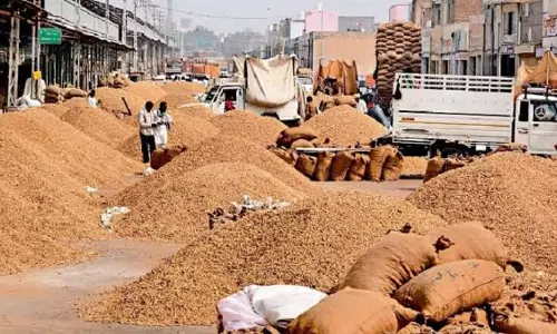 Jaipur: राज्य सरकार ने किसानों को बड़ी राहत देते हुए एमएसपी पर मूंगफली खरीद अवधि 28 फरवरी