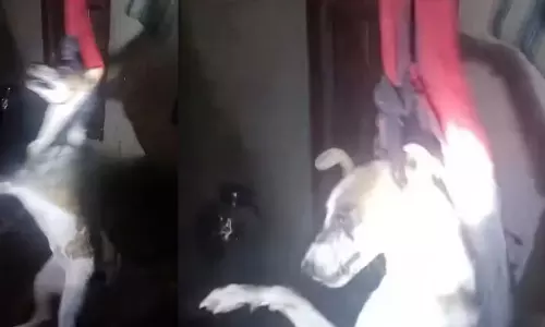 Maharashtra: बीड में एक व्यक्ति ने पालतू मादा कुत्ते की आंख में चाकू घोंप दिया Maharashtra: बीड में एक व्यक्ति ने पालतू मादा कुत्ते की आंख में चाकू घोंप दिया