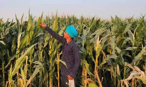 Punjab में मक्के की खेती के प्रबंधन के लिए निर्णायक कार्रवाई की जरूरत Punjab में मक्के की खेती के प्रबंधन के लिए निर्णायक कार्रवाई की जरूरत