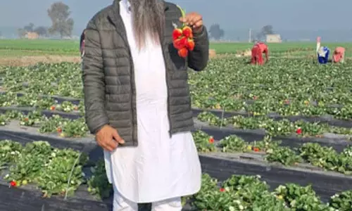 स्ट्रॉबेरी उत्पादक ने US से निर्वासित लोगों को बागवानी में उतरने के लिए प्रेरित किया स्ट्रॉबेरी उत्पादक ने US से निर्वासित लोगों को बागवानी में उतरने के लिए प्रेरित किया
