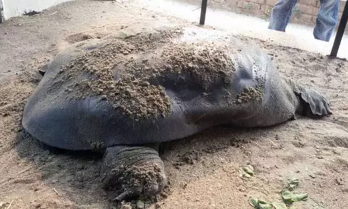 Ghaggar के पास दुर्लभ कछुआ देखा गया Ghaggar के पास दुर्लभ कछुआ देखा गया