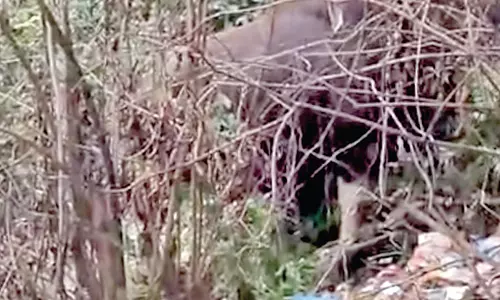 Bandbag के स्थानीय लोगों में दहशत, गांव में बाइसन देखा गया Bandbag के स्थानीय लोगों में दहशत, गांव में बाइसन देखा गया